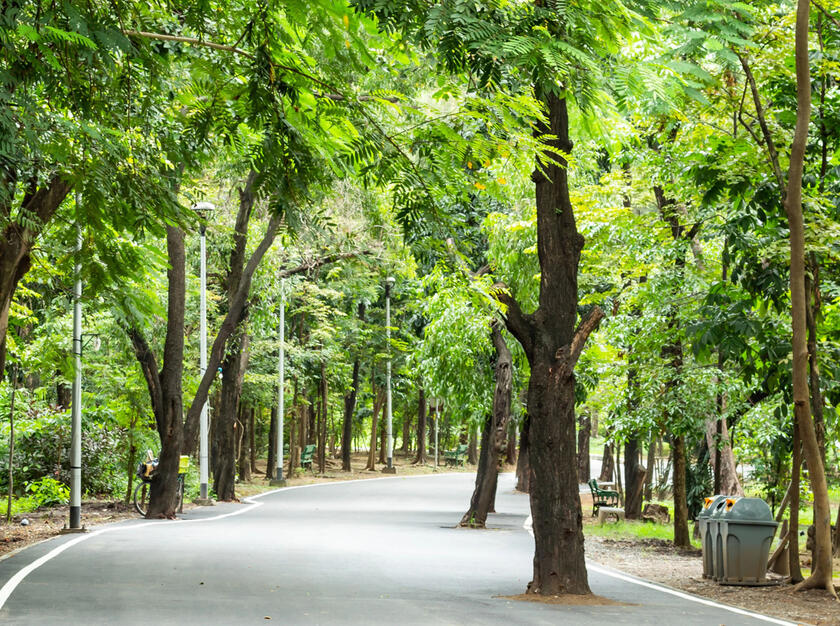 Image of a tree-lined road with recycling containers.