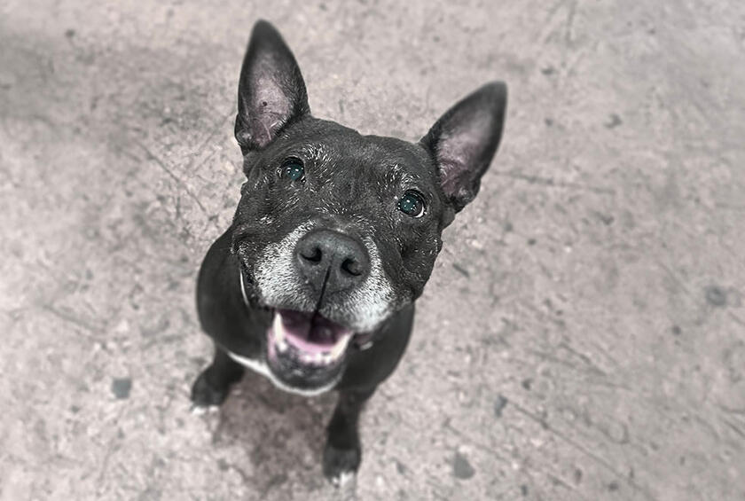 Chia, my pup. Chia, my pup.